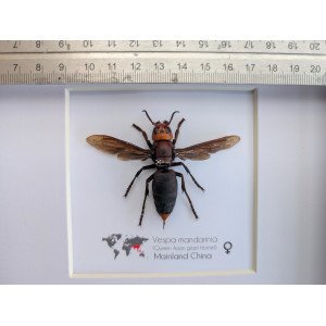 WHOLESALE VESPA MANDARINIA WHOLESALE